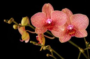 Acquista Orchidee Online - Consegna in 24h