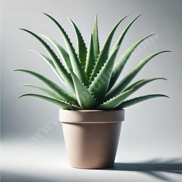 Pianta Aloe